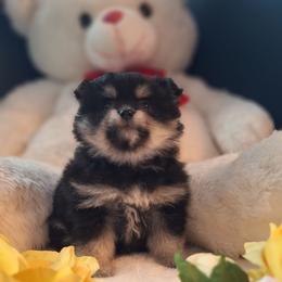 Bruno - Black and tan parti male Pomeranian puppy in Tampa, St Petersburg, Florida from Diana's Pomeranians