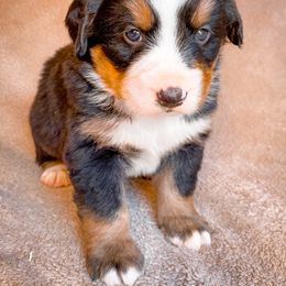 Bernedoodle, Bernese Mountain Dog, and Siberian Husky Puppies from Timberline Paws