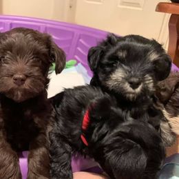 Miniature Schnauzers from Slaton’s Schnauzers