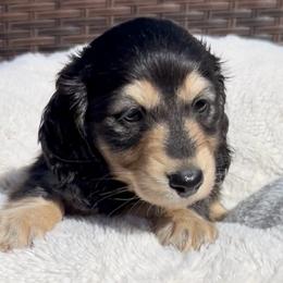 Black and Cream -- Boy 2 - Black and cream male Dachshund puppy in Kalama, Washington from Dazzling Doxies