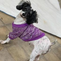Lulu - Poodle