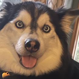 Stella - Pomsky