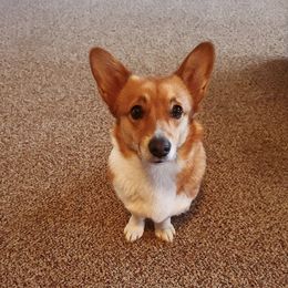 Prim - Pembroke Welsh Corgi