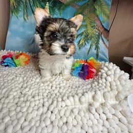 Boy4(1800) - Black tan and white male Biewer Terrier puppy in Douglas, Georgia from Southern Georgia Yorkies and biewers