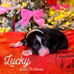 Lucky - Black tri female Miniature Australian Shepherd puppy in Apache Junction, Arizona from Circle T Mini Aussies
