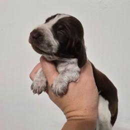 Lincoln - White and chestnut male Bracco Italiano puppy in Silver Summit, Utah from Snow Peak Kennel