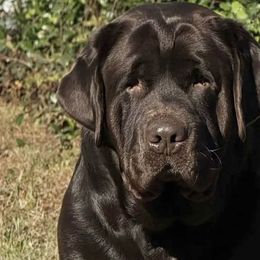 Labrador Retrievers from Abby Mitchell