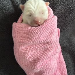 Aurora RORY Grace - White female Pomsky puppy in Fort Collins, Colorado from Pomsky Acres