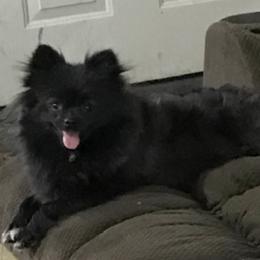 Jedda - Pomeranian