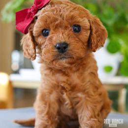 Fern - Red female Cavapoo puppy in Salado, Texas from Red Ranch Dogs