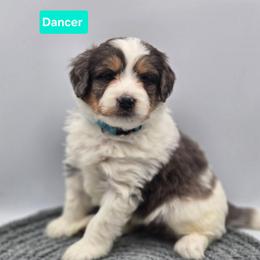 Dancer- Teal collar - Blue merle female Bernedoodle puppy in Summerville, South Carolina from Channys Doodles