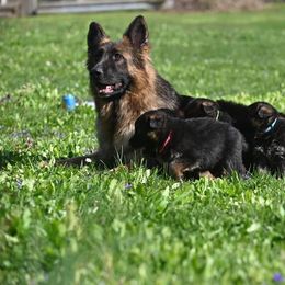 German Shepherd Puppies from Riverline Shepherds
