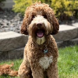 Ruby - Australian Labradoodle