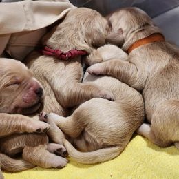 Golden Retriever Puppies from Golden Ratio Retrievers