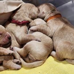 Golden Retriever Puppies from Golden Ratio Retrievers