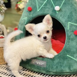 Duke - Cream and white male Chihuahua puppy in Oviedo, Florida from ROYALCHIHUAHUAPUPPY