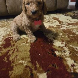 Sabrina - Apricot female Goldendoodle puppy in Tavares, Florida from Spirited Doodles