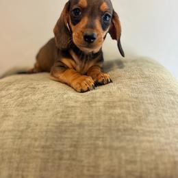 TEDDY - Wild  boar and tan male Dachshund puppy in Valley Center, California from Ranchy Doxies