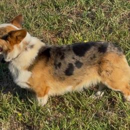Cash - American Corgi