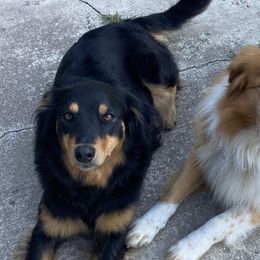 English Shepherds from Boarstead English Shepherds