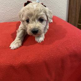 Sugar - Cream female Havapoo puppy in Brookings, South Dakota from Hofer Pups