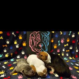 Chinese Shar-Pei Puppies from Ola & Olivia's Shar Pei