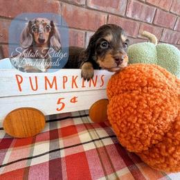 Hazel - Chocolate and tan female Dachshund puppy in Adamsville, Tennessee from Shiloh Ridge Dachshunds