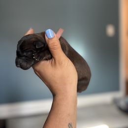 Morality- pink - Fawn sable female Belgian Malinois puppy in North Carolina from Furia Ignis Belgian Malinois