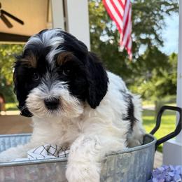Franklin - Tri-color male Cavapoo puppy in Bozrah, Connecticut from Cedar Creek Farms