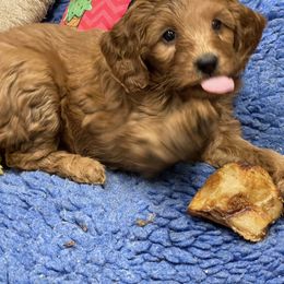 Goldendoodle Puppies from Coal Country Doodles