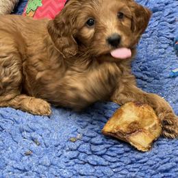 Goldendoodle Puppies from Coal Country Doodles