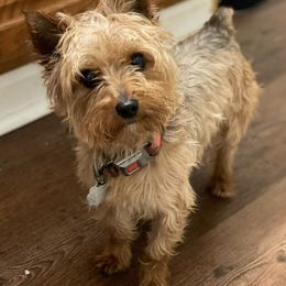 Yorkipoos and Yorkshire Terriers from Perfectly imperfect