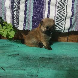 Abu - Blue sable male Pomeranian puppy in Ada, Oklahoma from Once Upon A Fluff