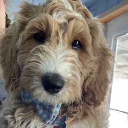 Double Doodle, Goldendoodle, and Labradoodle Puppies from Cloverdale Doodles LLC.
