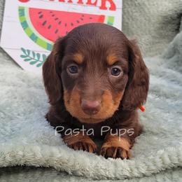 AKC Pecan - Chocolate and tan male Dachshund puppy in Texarkana, Arkansas from Pasta Pups Miniature Dachshunds