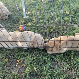Labrador Retriever Puppies from Daisy Hill Farm