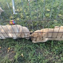 Labrador Retriever Puppies from Daisy Hill Farm