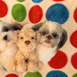 Buttercup - Shichon