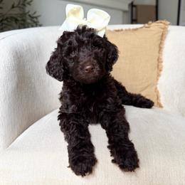 Ruby - Chocolate female Labradoodle puppy in Newark, Ohio from Raising Doodles
