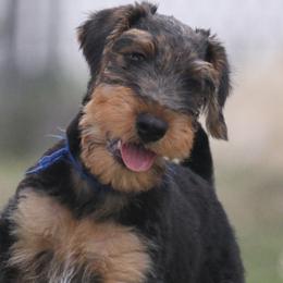 No name now - Black and tan male Airedale Terrier puppy in Georgetown, Texas from Spindletop Airedale Terriers