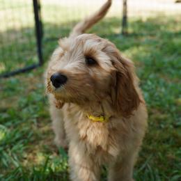 Buck - Cream male Goldendoodle puppy in Galt, California from Foxi Goldendoodles
