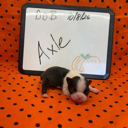 Axle - Seal and white male Boston Terrier puppy in Fillmore, Illinois from Wind Hill Puppies