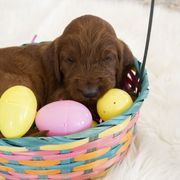 Goldendoodle, Irish Doodle, Labradoodle, and Poodle Puppies from Desert Doodles