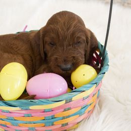 Goldendoodle, Irish Doodle, Labradoodle, and Poodle Puppies from Desert Doodles
