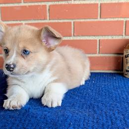 Kleo - Fawn merle female American Corgi puppy in Shawnee, Oklahoma from Sunray Ranch