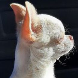 Nacho - Chihuahua