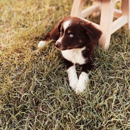 Miniature Australian Shepherd and Toy Australian Shepherd Puppies from Mesquite Tree Aussies
