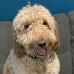 Honey - Goldendoodle