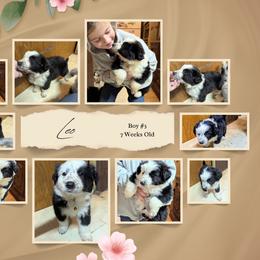 Australian Shepherd and Great Dane Puppies from AEW Farm
