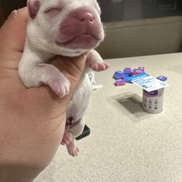 French Bulldog Puppies from 330 Ohio Kennel